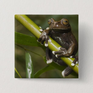 Badge Carré 5 Cm Grenouille arboricole captive de Tapichalaca Hylos