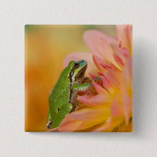 Badge Carré 5 Cm Grenouille arboricole du Pacifique sur des fleurs