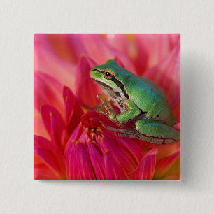 Badge Carré 5 Cm Grenouille arboricole du Pacifique sur des fleurs