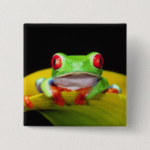 Badge Carré 5 Cm Grenouille aux yeux rouges, Agalychinis callidryas