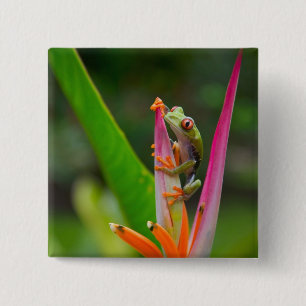 Badge Carré 5 Cm Grenouille aux yeux rouges, Costa Rica