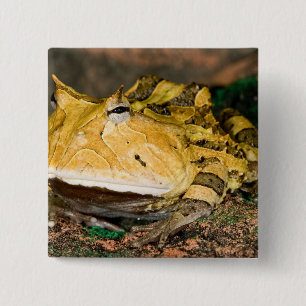 Badge Carré 5 Cm Grenouille corne brésilienne, Ceratophrys cornuta,