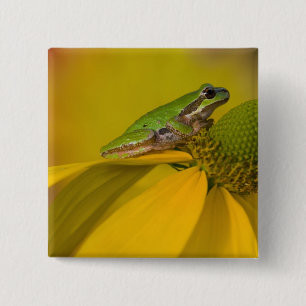 Badge Carré 5 Cm Grenouille des arbres du Pacifique sur les fleurs 