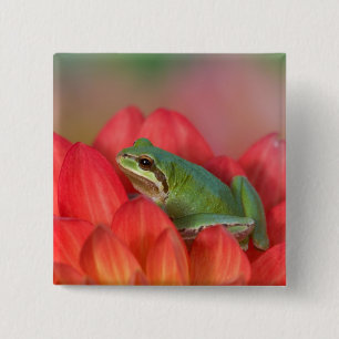 Badge Carré 5 Cm Grenouille du Pacifique sur des fleurs dans le jar