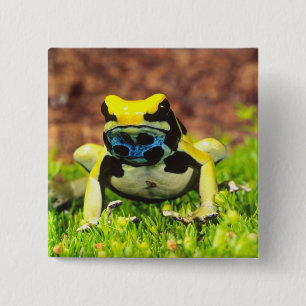 Badge Carré 5 Cm Grenouille empoisonnée, Dendrobates tinctorius,