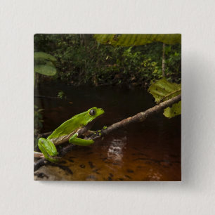 Badge Carré 5 Cm Grenouille feuille géante (Phyllomedusa bicolor) 2