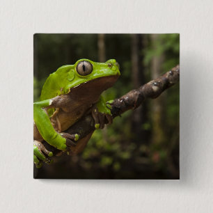 Badge Carré 5 Cm grenouille géante à feuilles (Phyllomedusa bicolor