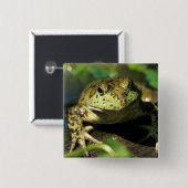 Badge Carré 5 Cm Grenouille taureau. (Devant & derrière)
