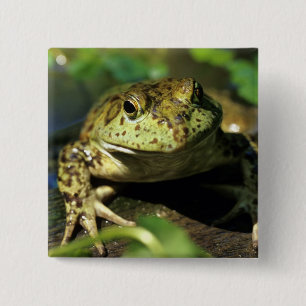 Badge Carré 5 Cm Grenouille taureau.
