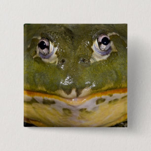 Badge Carré 5 Cm Grenouille-taureau africaine, Pyxicephalus