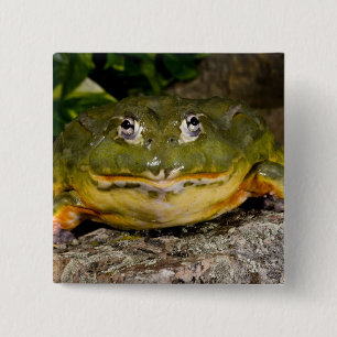 Badge Carré 5 Cm Grenouille-taureau africaine, Pyxicephalus