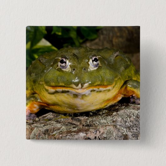 Badge Carré 5 Cm Grenouille-taureau, Pyxicephalus (Devant)