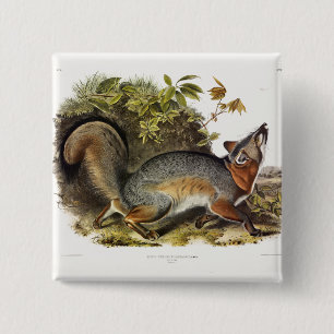 Badge Carré 5 Cm Grey Fox / Grey Fox Audubon's American Quadrupeds
