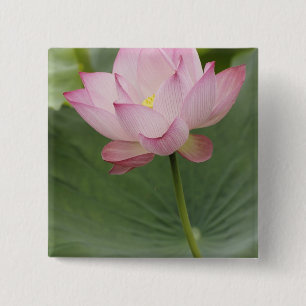 Badge Carré 5 Cm Gros plan de fleur de Lotus, Nelumbo nucifera),