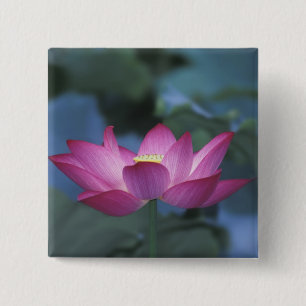 Badge Carré 5 Cm Gros plan sur une fleur de lotus rouge et des feui