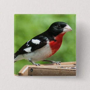 Badge Carré 5 Cm Grosbeak à poitrine rose