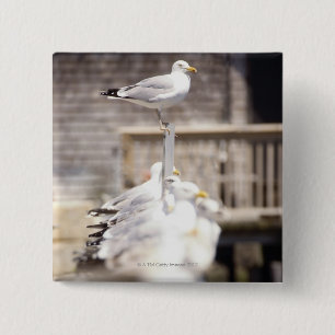 Badge Carré 5 Cm Groupe de Goélands argentés (Larus argentatus) sur