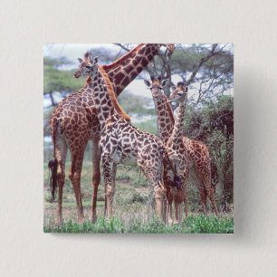 Badge Carré 5 Cm Groupe ou troupeau de girafes avec jeunes, Giraffa
