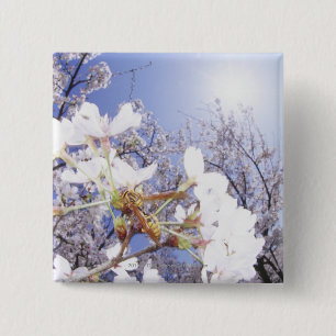 Badge Carré 5 Cm Guêpe sur des fleurs de cerisier, fin