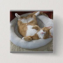 Happy Cat