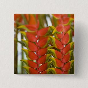 Badge Carré 5 Cm Héliconia suspendue, Fruits du mardi hebdomadaire 