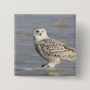 Badge Carré 5 Cm Hibou de Milou se tenant sur la glace, la queue