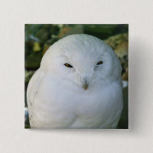Badge Carré 5 Cm Hibou des neiges