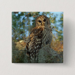 Badge Carré 5 Cm Hibou moyen-duc perché dans de la mousse d'Espagne