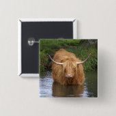 Badge Carré 5 Cm Highland Cattle (Devant & derrière)