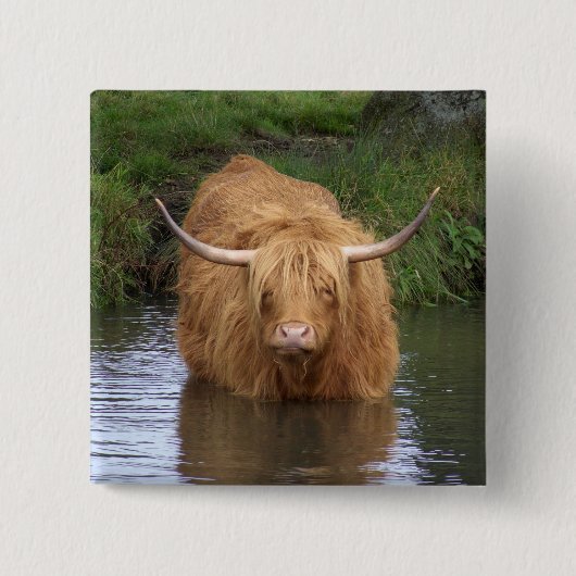 Badge Carré 5 Cm Highland Cattle (Devant)