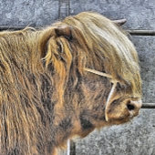 BADGE CARRÉ 5 CM HIGHLAND VW