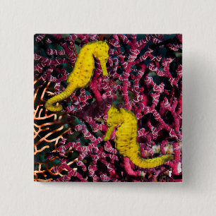 Badge Carré 5 Cm Hippocampe commun Taeniopterus de l'hippocampe  