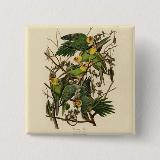 Badge Carré 5 Cm Illustration Audubon Carolina Parrot Bird (Devant)