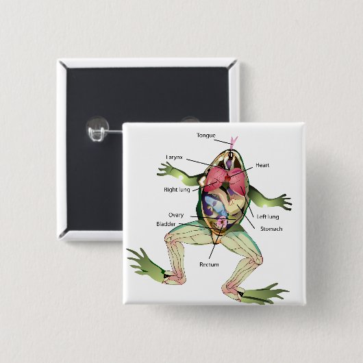 Badge Carré 5 Cm Illustration de l'anatomie de la grenouille (Devant & derrière)