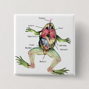 Badge Carré 5 Cm Illustration de l'anatomie de la grenouille