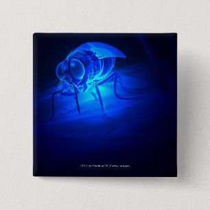 Badge Carré 5 Cm Illustration luminescente d'une mouche de tsetse
