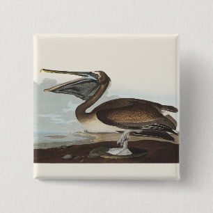 Badge Carré 5 Cm Illustration vintage d'Audubon représentant un Pél