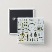 Badge Carré 5 Cm Insectes d'entomologie (Devant & derrière)