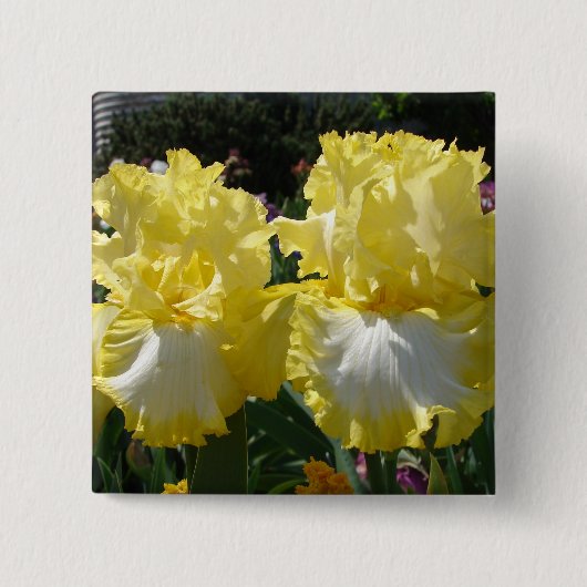 Badge Carré 5 Cm Iris Iris Iris Jaune Iris Fleurs florales (Devant)