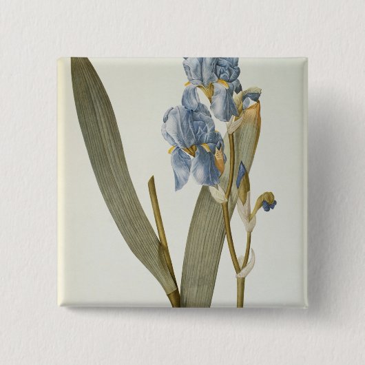 Badge Carré 5 Cm Iris Pallida, de "Les Liliacees", 1812 (Devant)