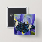 Badge Carré 5 Cm Iris Pourpre Papillon Tropical (Devant & derrière)