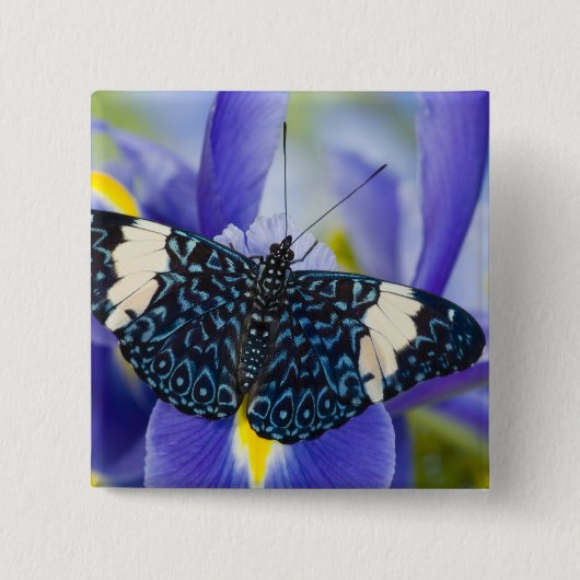 Badge Carré 5 Cm Iris Pourpre Papillon Tropical (Devant)