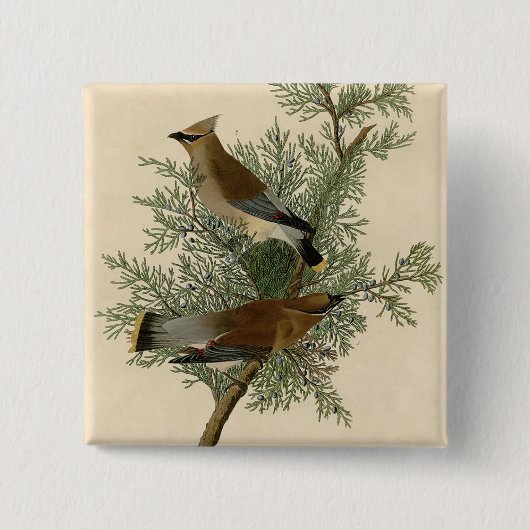 Badge Carré 5 Cm Jaseur cèdre d'Audubon (Devant)