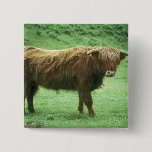 Badge Carré 5 Cm Jeune bovin des Highlands, île de Mull, Intérieur