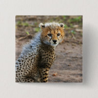 Jeune guépard Acinonyx Jubatus)