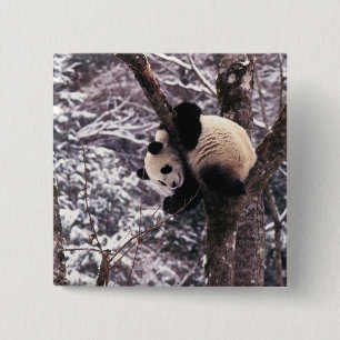 Badge Carré 5 Cm Jeune panda jouant sur un arbre recouvert de neige