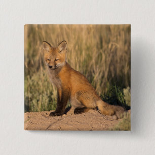 Badge Carré 5 Cm Jeune Renard Rouge à l'Heure Dorée
