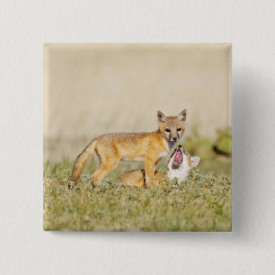 Badge Carré 5 Cm Jeune renard véloce (Vulpes macrotis) au terrier, 