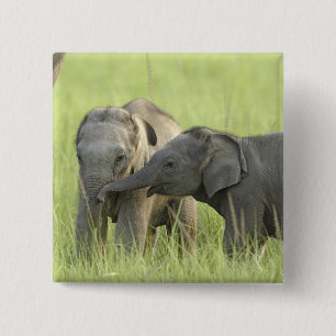 Badge Carré 5 Cm Jeunes éléphants d'Inde / d'Asie
