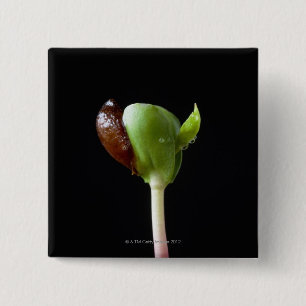 Badge Carré 5 Cm Jeunes plantes d'Apple avec la coquille de graine